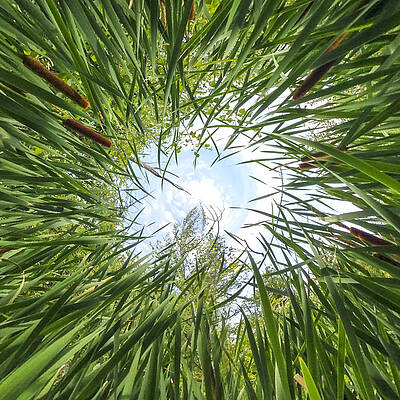 A Bug's Veiw by Mary Underwood A Bug's Veiw by Mary Underwood