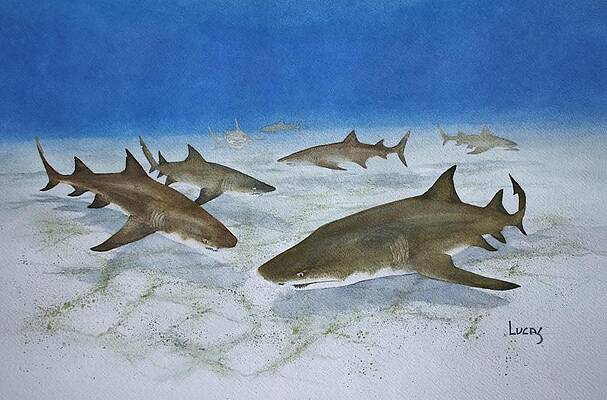 A Bushel of Lemon Sharks by Jeff Lucas