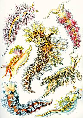 Aquatic Plants Drawings Fine Art America Aquatic Plants Drawings Fine Art America