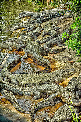 CROCODILE GLOSSY POSTER PICTURE PHOTO alligator dundee gators florida sharp 801