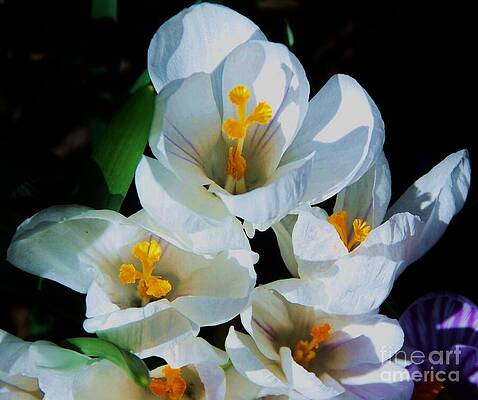 A Crocus Bouquet To Celebrate Spring by Marcus Dagan A Crocus Bouquet To Celebrate Spring by Marcus Dagan