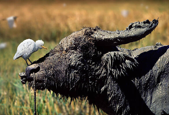 Wall Art - Photograph - A Curious Cattle Egret On The Nose by Per-Andre Hoffmann