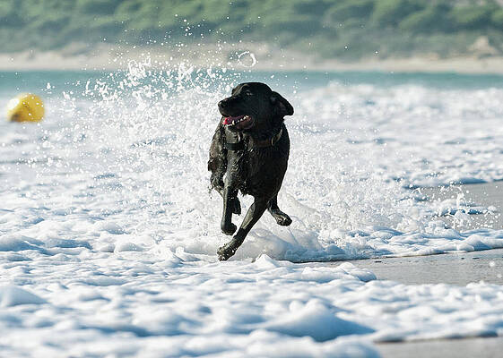 A Dog Running In The Tide Along A Beach Print by Ben Welsh / Design Pics