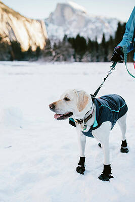 Wall Art - Photograph - A Dog Walking In The Snow In Yosemite by Ryan Tuttle