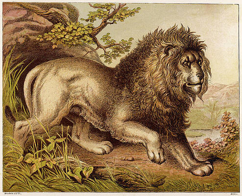 Wall Art - Drawing - A Fierce-looking Lion  From The Atlas by Mary Evans Picture Library