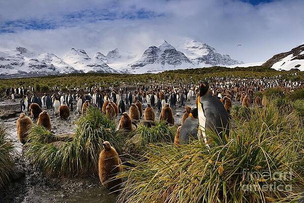 King Penguins with Snowy Mountain Backdrop on South Georgia Island by Tom Schwabel King Penguins with Snowy Mountain Backdrop on South Georgia Island by Tom Schwabel