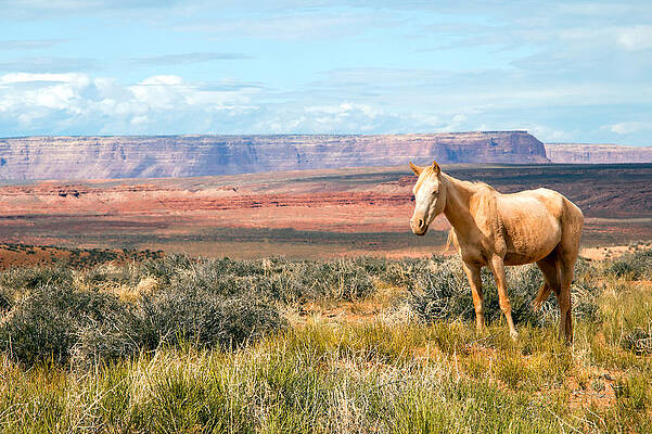 Wall Art - Photograph - A Horse with No Name by Nicholas Blackwell
