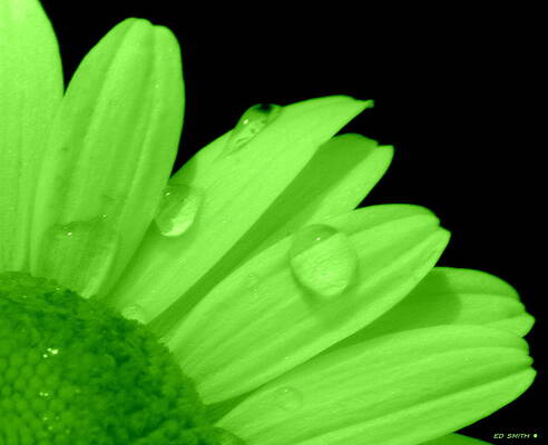 Wall Art - Photograph - A Little Lime on Twist by Edward Smith
