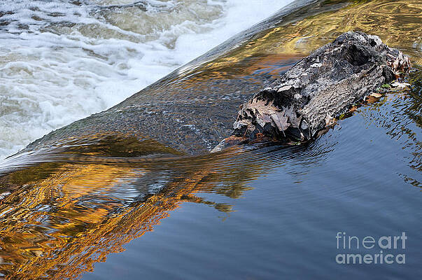 A Log Jams the Dam by Ilene Hoffman A Log Jams the Dam by Ilene Hoffman