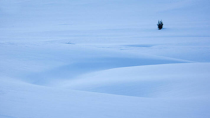 Wall Art - Photograph - A Lone Conifer Tree In A Snowy by Jonathan Kingston