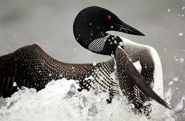 Wall Art - Photograph - A Loon Dances On The Water Of A Lake by Carl D. Walsh