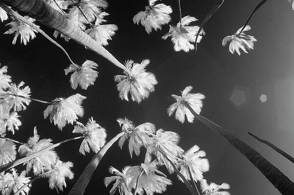 Wall Art - Photograph - A Low Angle View Of Palm Trees by Jonathan Kingston