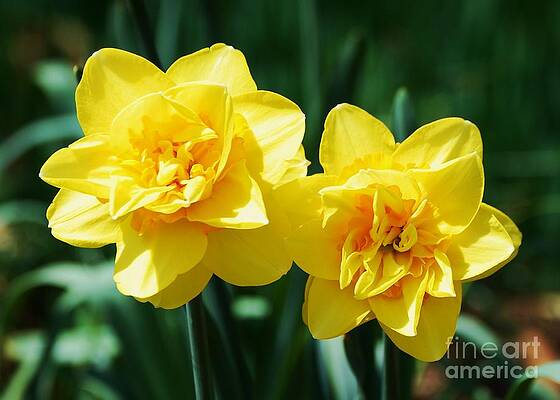 A Pair Of Daffodils Found In Washington D. C. by Marcus Dagan A Pair Of Daffodils Found In Washington D. C. by Marcus Dagan