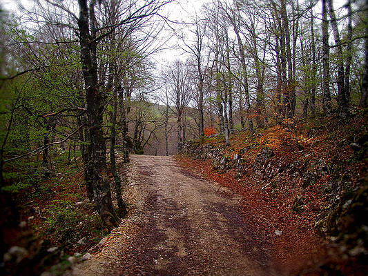 Wall Art - Photograph - A path in the forest by Alessandro Della Pietra