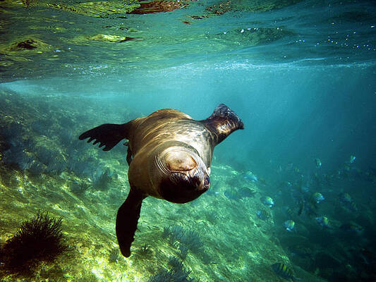 Wall Art - Photograph - A Playful Seal Spins And Enjoys Company by Michael Hanson
