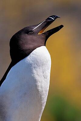 Wall Art - Photograph - A Razorbill by Science Photo Library