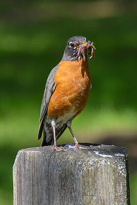 Wall Art - Photograph - A Robins Lunch by Tikvah's Hope