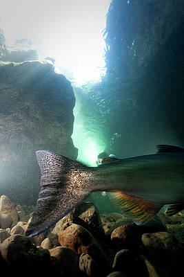 Wall Art - Photograph - A Salmon Heads Upstream In The Salmon by David McLain