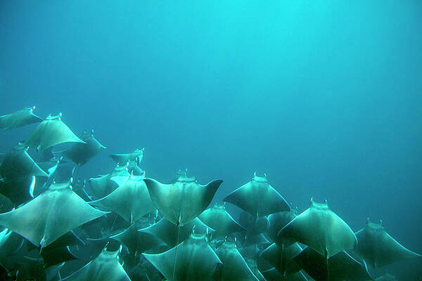 Wall Art - Photograph - A School Of Manta Rays Feed by Logan Mock-Bunting