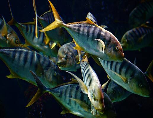 A Shoal of Golden Trevally by Mike Marsden A Shoal of Golden Trevally by Mike Marsden