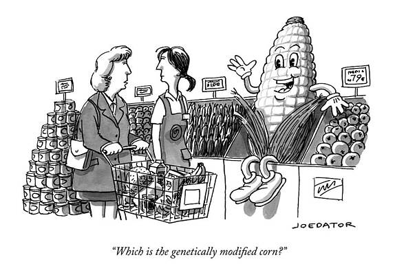Wall Art - Drawing - Which is the genetically modified corn by Joe Dator