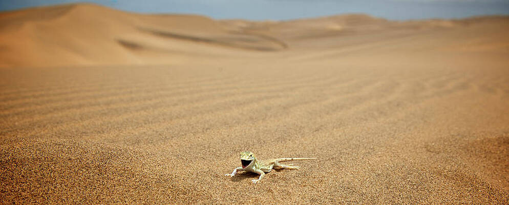 Wall Art - Photograph - A Shovel-snouted Lizard In Swakopmund by Marc Pagani