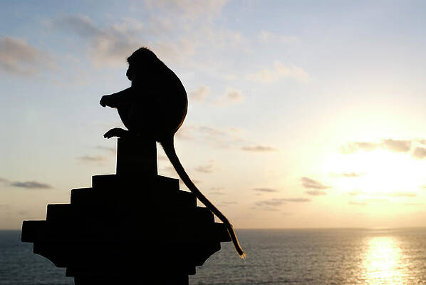 Wall Art - Photograph - A Silhouetted Macaque Monkey Macaca by Kyle George