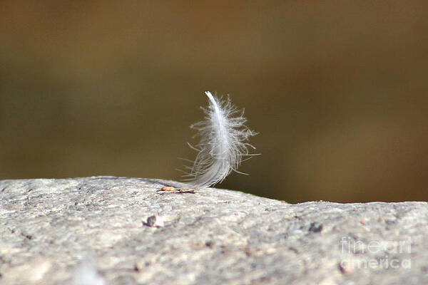 On the Edge - A Single Feather Standing Alone by Kenny Bosak On the Edge - A Single Feather Standing Alone by Kenny Bosak
