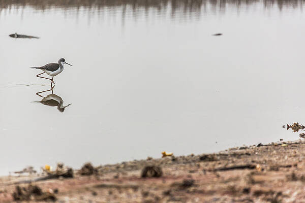 Wall Art - Photograph - A Small Bird Walks In The Shallow Water by Alexandra Simone