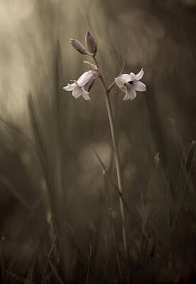 Wall Art - Photograph - A Small Flower On The Ground by Allan Wallberg