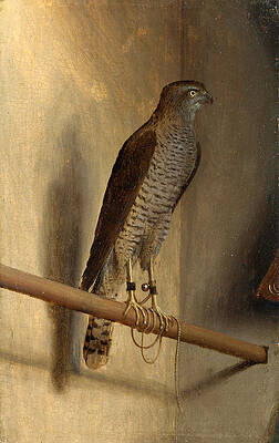 A Sparrowhawk Print by Jacopo de' Barbari