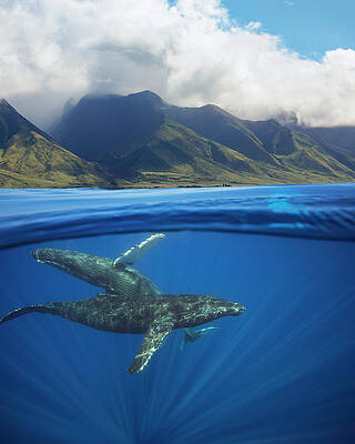 Wall Art - Photograph - A Split Image Of A Pair Of Humpback by Dave Fleetham