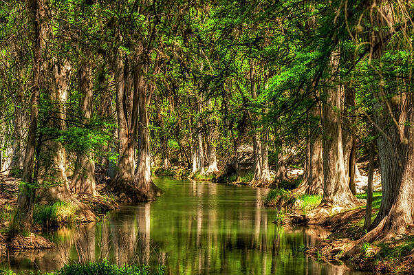 Wall Art - Photograph - A Stream Surrounded By Cypress Tress by Joseph De Sciose