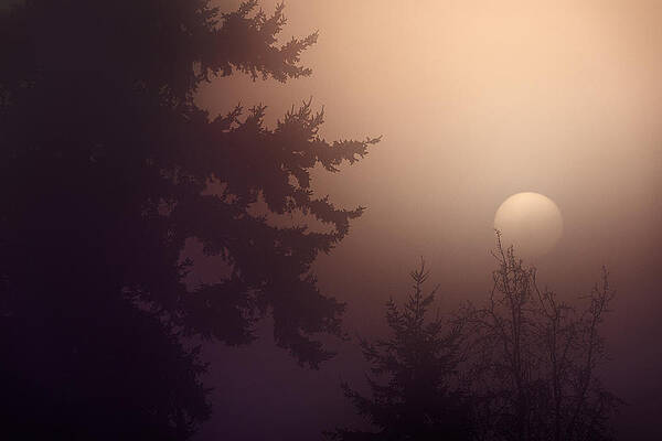 A Sunny Foggy Day in the Woods by Paul W Sharpe Aka Wizard of Wonders A Sunny Foggy Day in the Woods by Paul W Sharpe Aka Wizard of Wonders