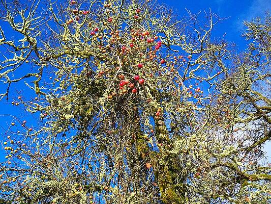 A Tangle Of Apple And Oak by Steve Battle