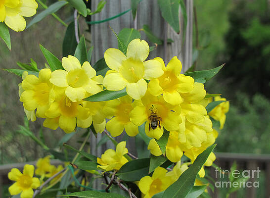 A Taste Of Yellow by Arlene Carmel A Taste Of Yellow by Arlene Carmel