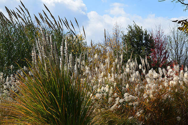 A Thanksgiving Kind Of Day by Lena Wilhite A Thanksgiving Kind Of Day by Lena Wilhite