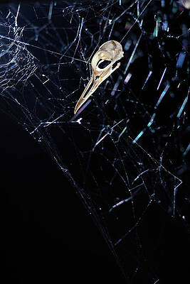 Wall Art - Photograph - A Tiny Bird Scull Caught In A Spiders by Logan Mock-Bunting