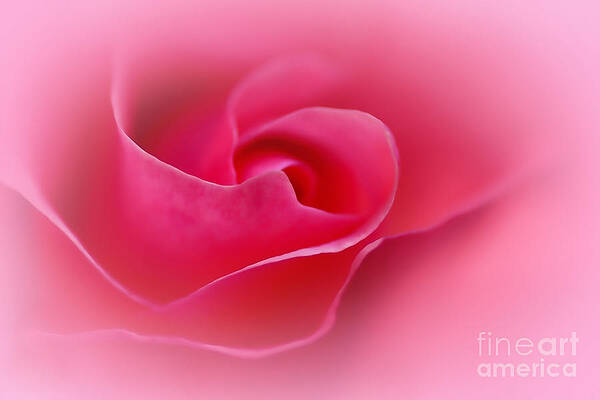 Wall Art - Photograph - A Touch of Softness by Kaye Menner