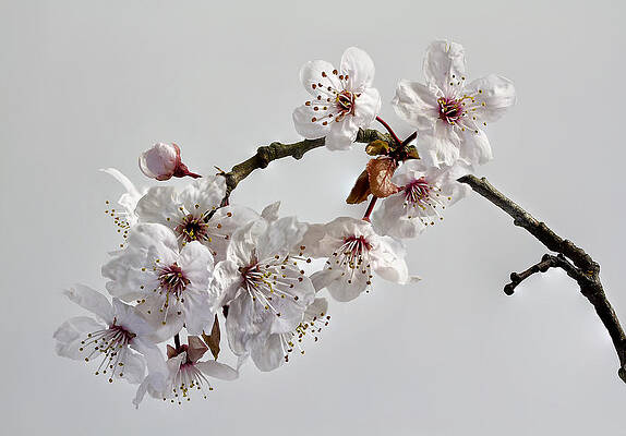 Wall Art - Photograph - A Touch of Spring by Shirley Mitchell