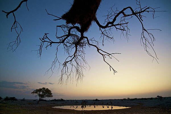 Wall Art - Photograph - A Tree And Giraffes Reflected by Marc Pagani