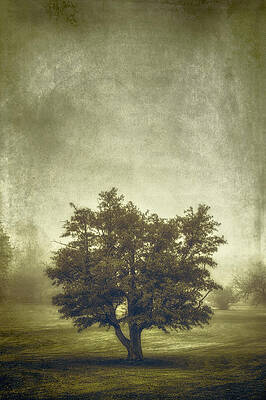 Wall Art - Photograph - A Tree in the Fog 2 by Scott Norris