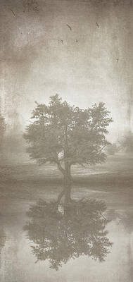 Wall Art - Photograph - A Tree in the Fog 3 by Scott Norris