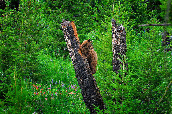 Wall Art - Photograph - A Tree With A View by Greg Norrell
