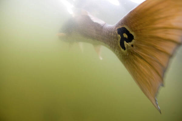 Wall Art - Photograph - A View Of A Redfish Tail Fin Underwater by Chris Ross