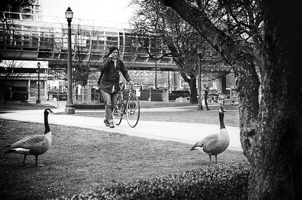 A Waddle in the Park by Paul W Sharpe Aka Wizard of Wonders A Waddle in the Park by Paul W Sharpe Aka Wizard of Wonders