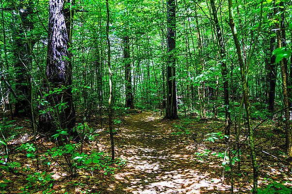 A Walk Through an Enchanted Forest by Jeffrey Weinstein