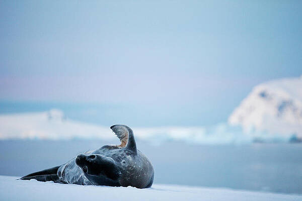 Wall Art - Photograph - A Weddell Seal Leptonychotes Weddellii by Krystle Wright