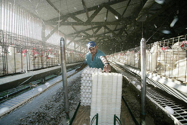 Wall Art - Photograph - A Worker Collects Eggs At A Chicken Egg by Robert Benson