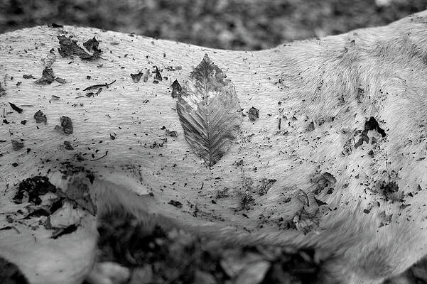 Wall Art - Photograph - A Yellow Lab Is Covered In Leaves by Corey Hendrickson